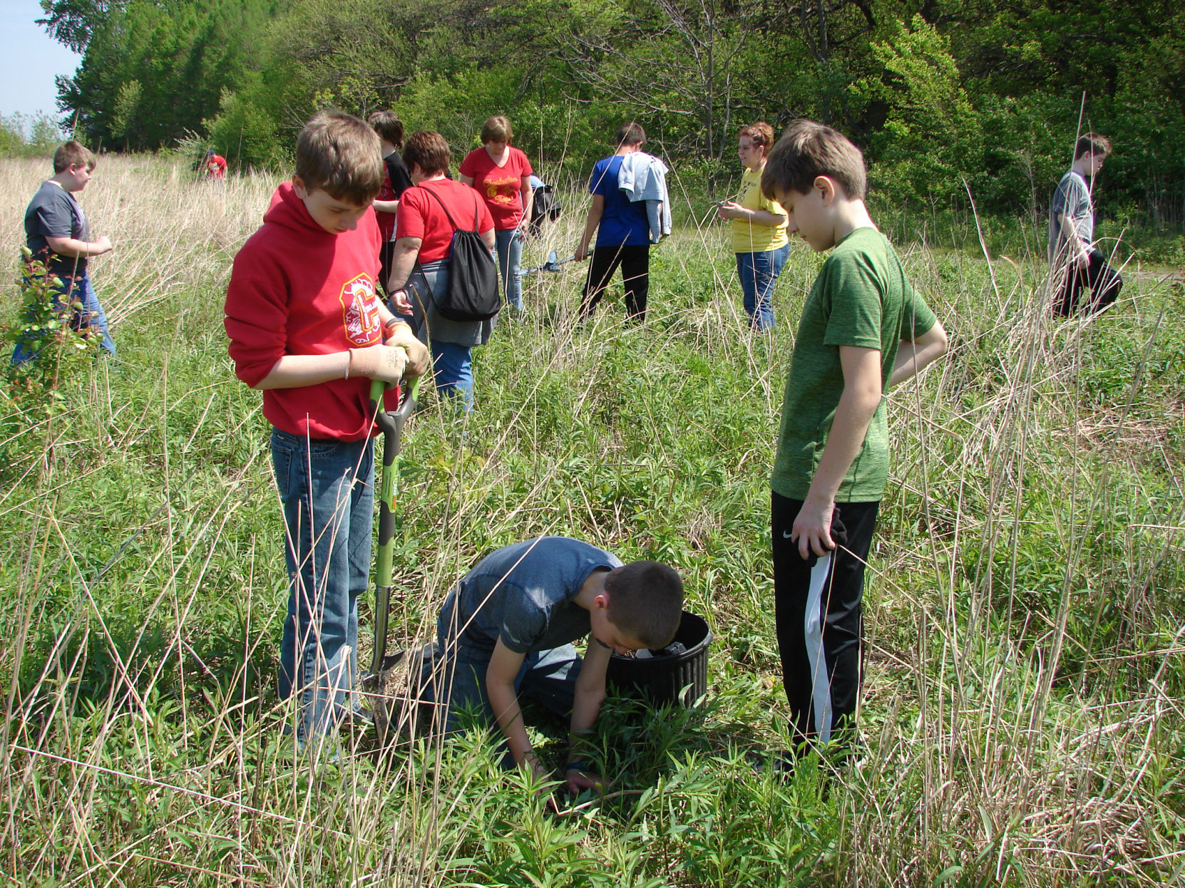 Milkweed planting
